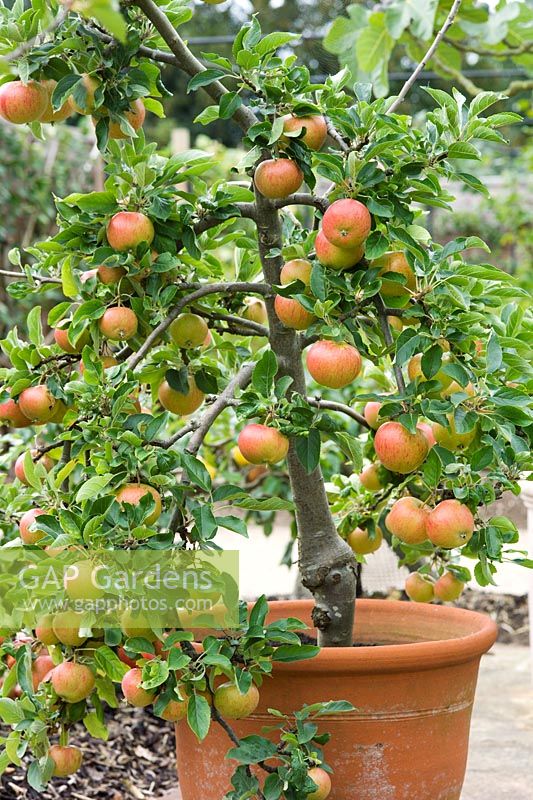 Malus 'Fiesta' Small tree with apples growing in container. 