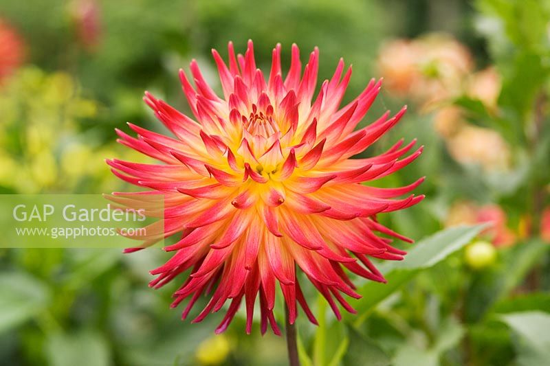Dahlia 'Trelyn Rhiannon' closeup of yellow flower with tips of petals tinted vivid red 
