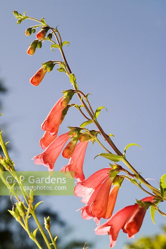 Penstemon 'Pennington Gem' closeup of pink flowers
