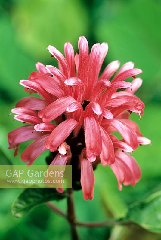 Justicia carnea - Brazilian Plume Flower. Closeup of pink flower