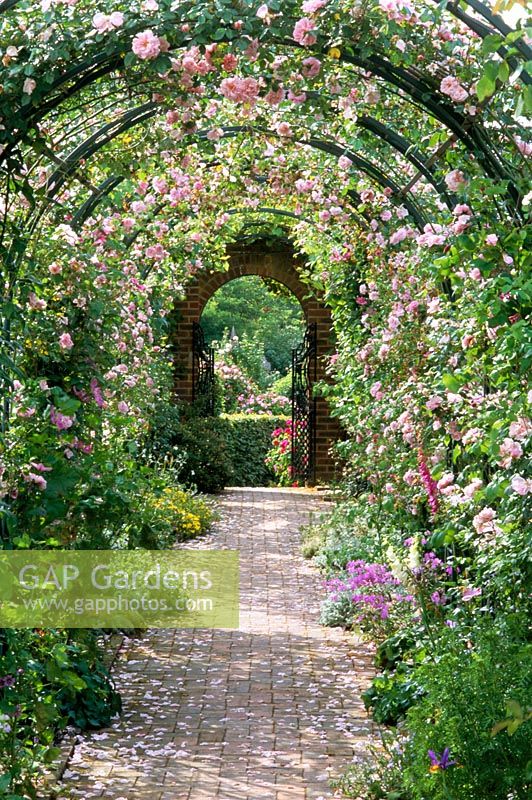 View through rose covered pergola with Rosa 'Blairi no 2', 'May Queen' and 'Gerbe rose' in May
