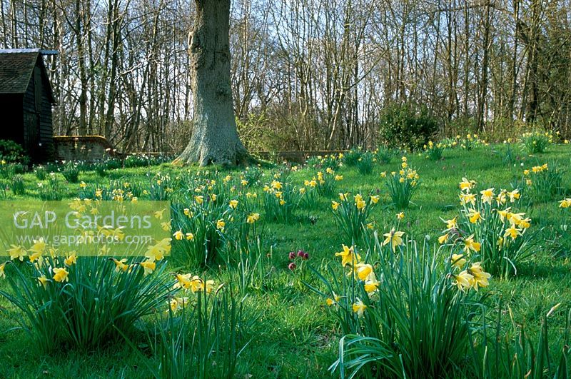 Country garden in spring with Narcissus pseudonarcissus - Daffodils and Fritillaria meleagris - Snakeshead at Frith Hill in Sussex
