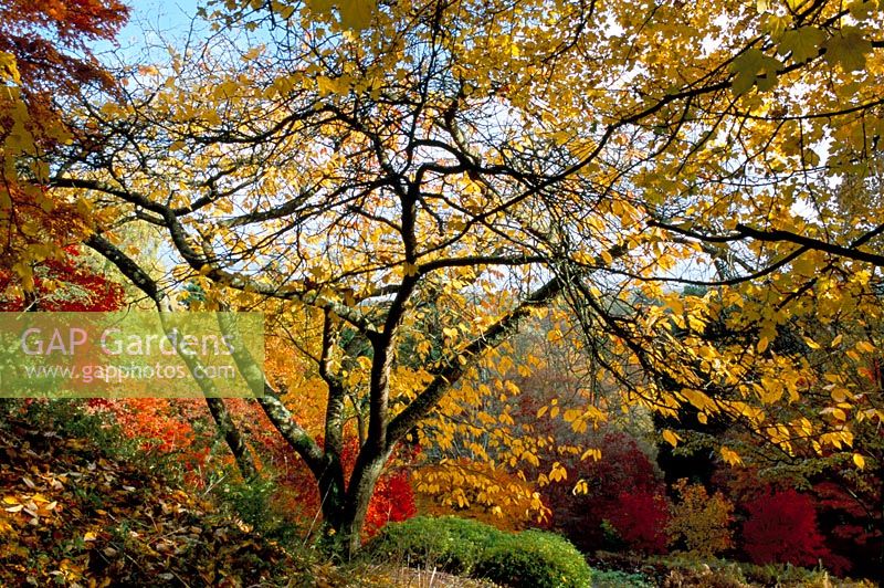Prunus 'Taihaku' with autumn colours at Winkworth Arboretum Surrey