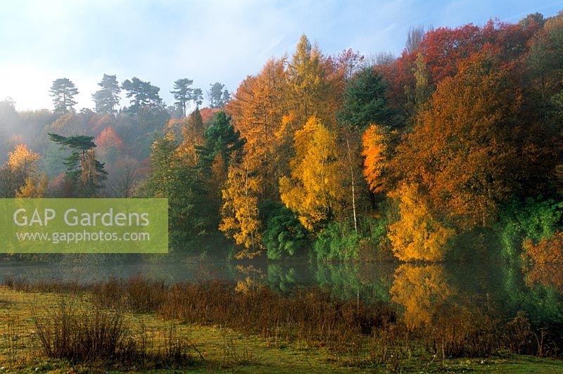 Country garden with autumn coloured trees reflecting in lake at Winkworth Arboretum in Surrey
