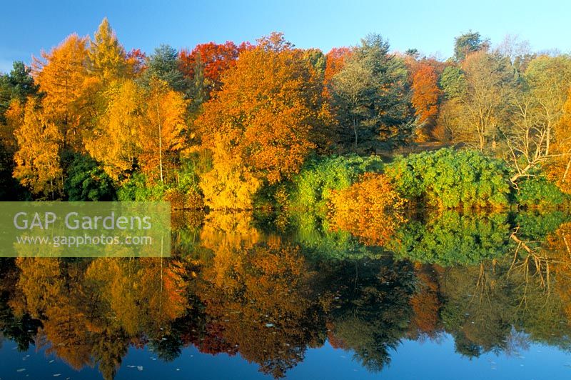 Autumnal colour at lake in Winkworth Arboretum
in Surrey