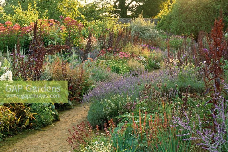 Double borders in late summer with Atriplex - Red Orache, Lavandula - Lavender, Sedum and Echinacea purpurea Parham in Sussex