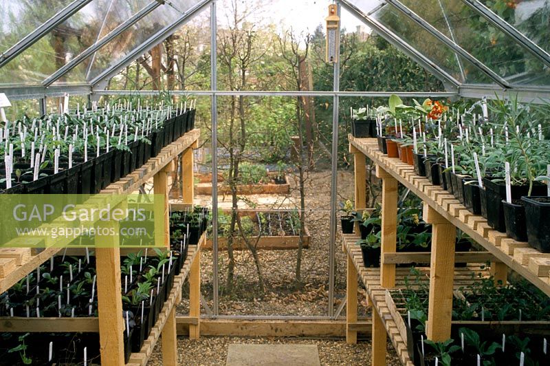Glasshouse with pots of seedlings at The Anchorage in Kent