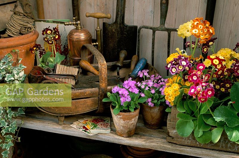 Tools and pots with Primula auricula, frondosa and 'Freedom' in shed
Fairfield in Surrey