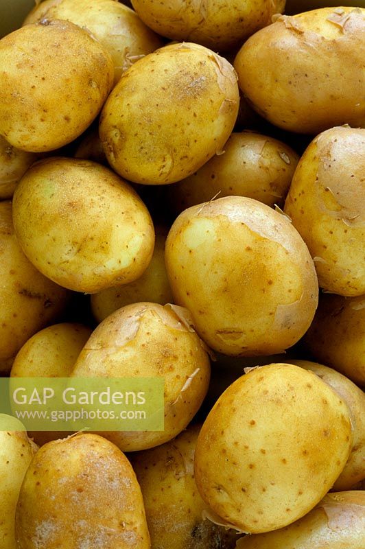 Solanum tuberosum - Potatoes