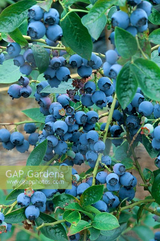 Vaccinium myrtillus 'Bluetta' - Blueberries on bush