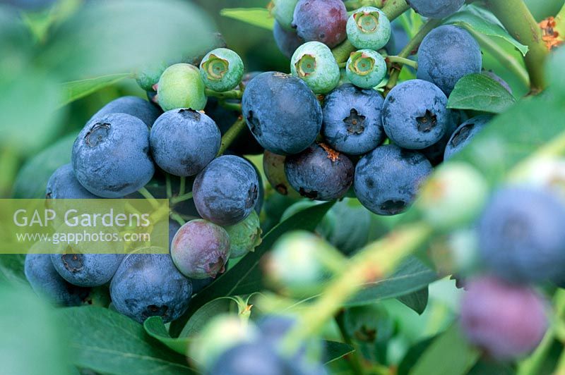 Vaccinium myrtillus 'Ivanhoe' - Closeup of Blueberries on bush