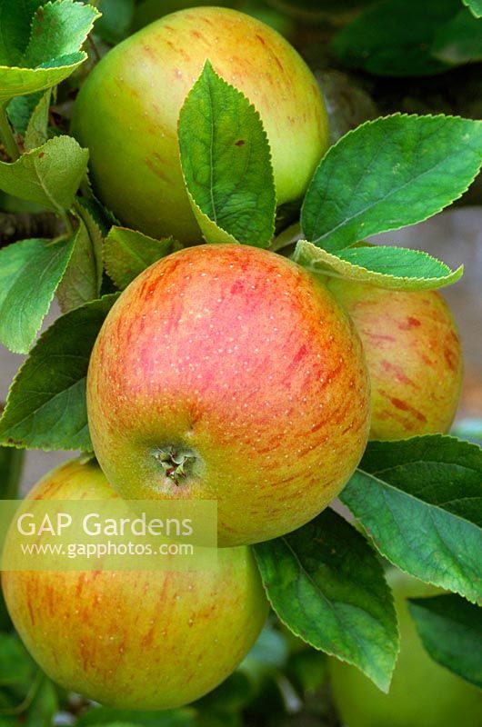 Malus domestica 'Cox's Orange Pippin' Closeup of apples on tree in autumn