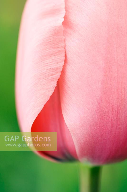 Tulipa 'Pink Impression' - Extreme closeup of pink tulip in spring at Wisley RHS