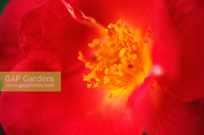 Rosa 'Jill Dando' closeup of vivid red flower with stamens in summer at Wisley RHS