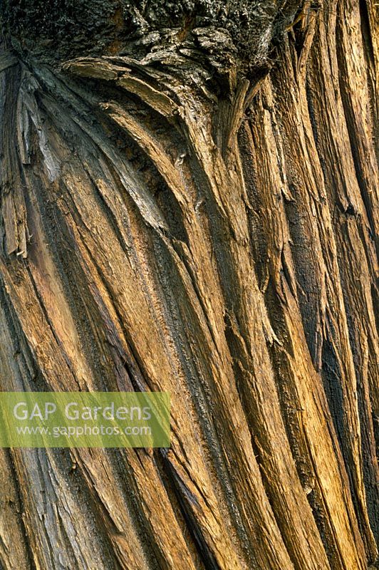 Castanea sativa - Sweet chestnut bark