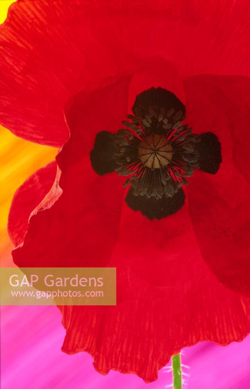Papaver - Red Poppy with black markings