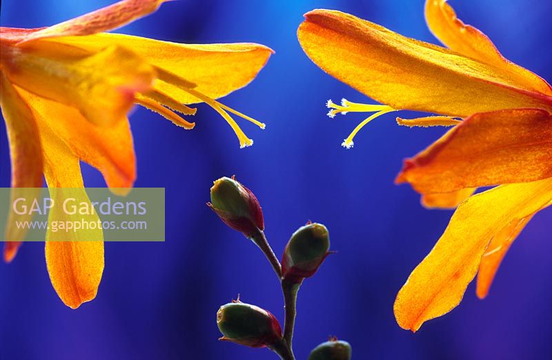 Crocosmia - Montbretia flowers and buds