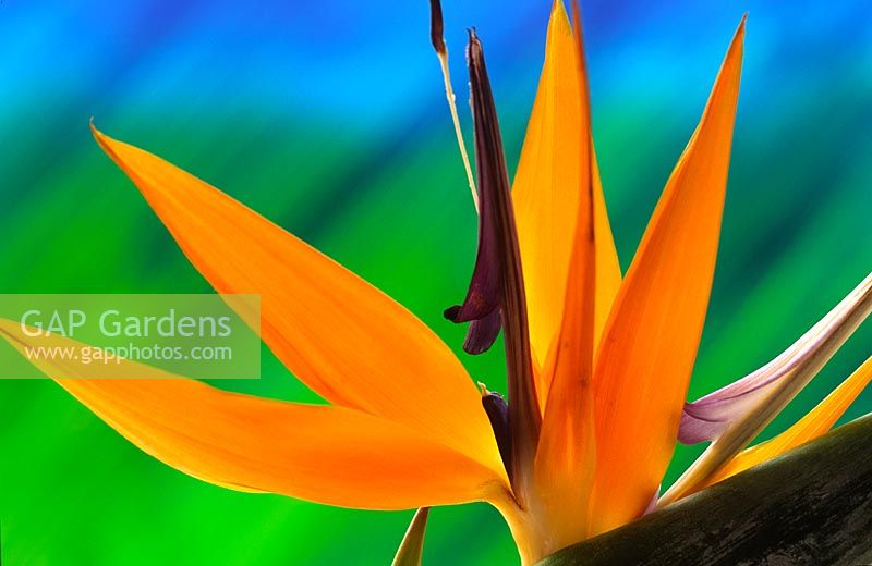 Strelitzia - Bird of Paradise flower