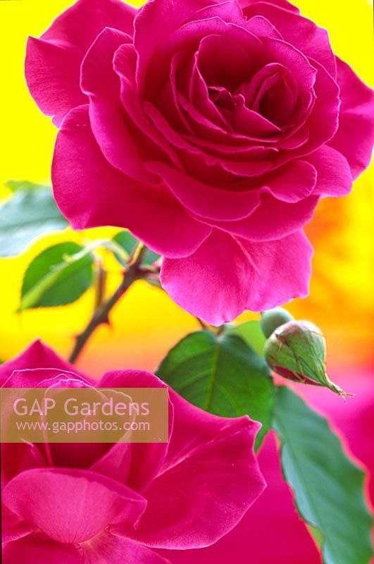 Rosa - Pink roses