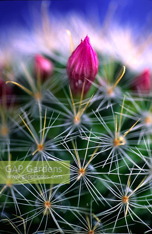Cactus - Closeup of spines and pink flowerbud