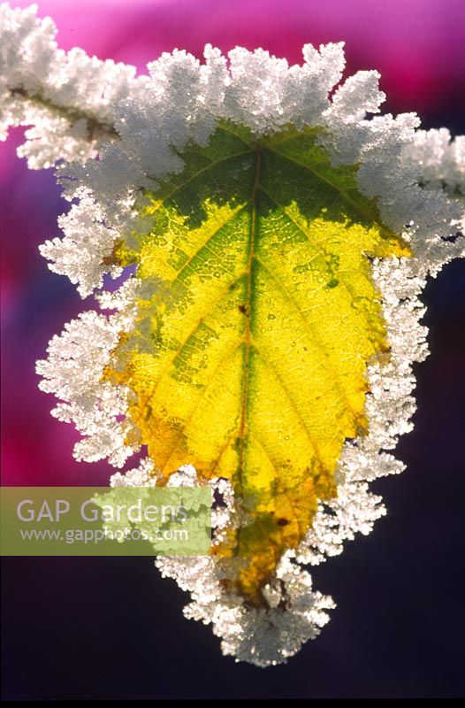 Betula - Birch leaf with hoar frost