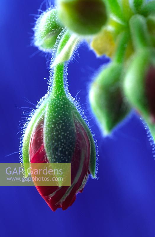 Pelargonium - closeup of buds with dew