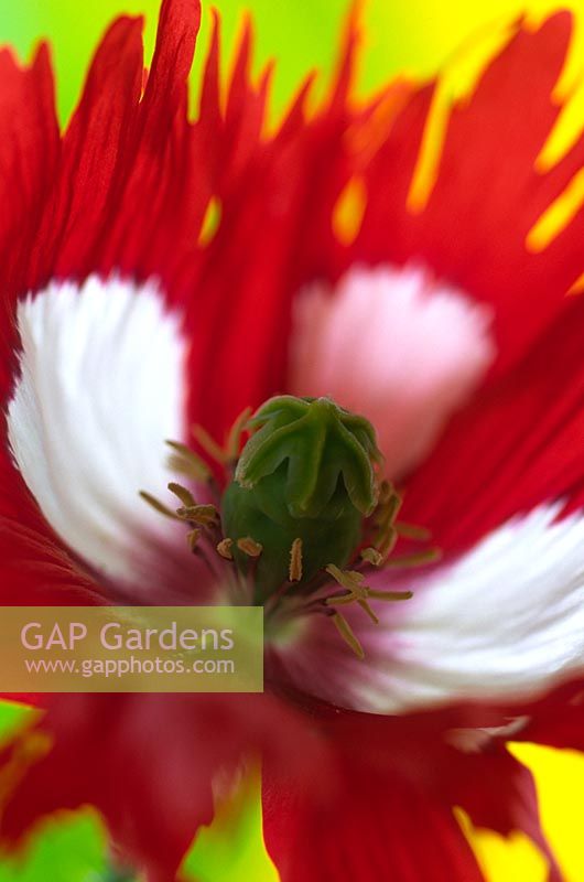 Papaver - Red Poppy with white markings 
