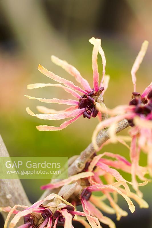 Hamamelis 'Strawberries and cream' - Witch Hazel. Closeup of pale yellow  flowers in winter