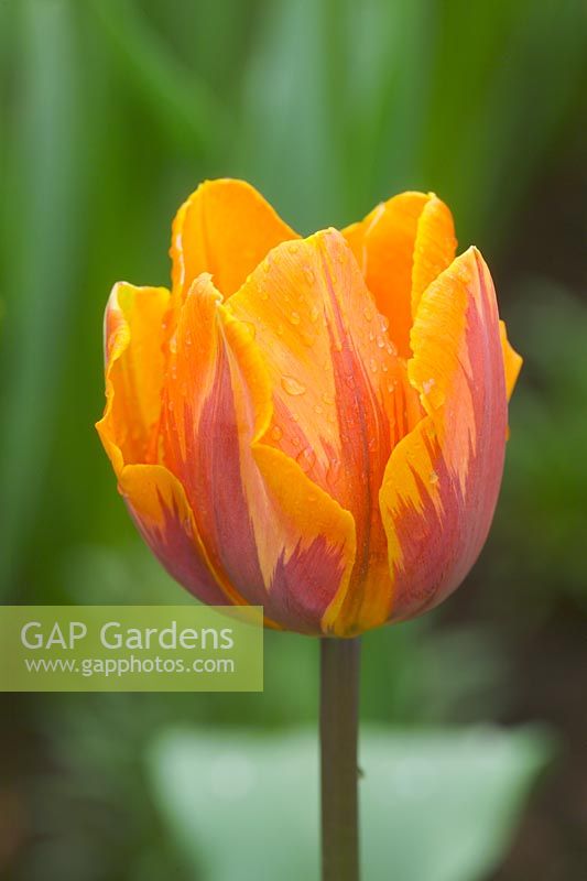 Tulipa 'Prinses Irene' - Orange flushed with purple tulip in spring