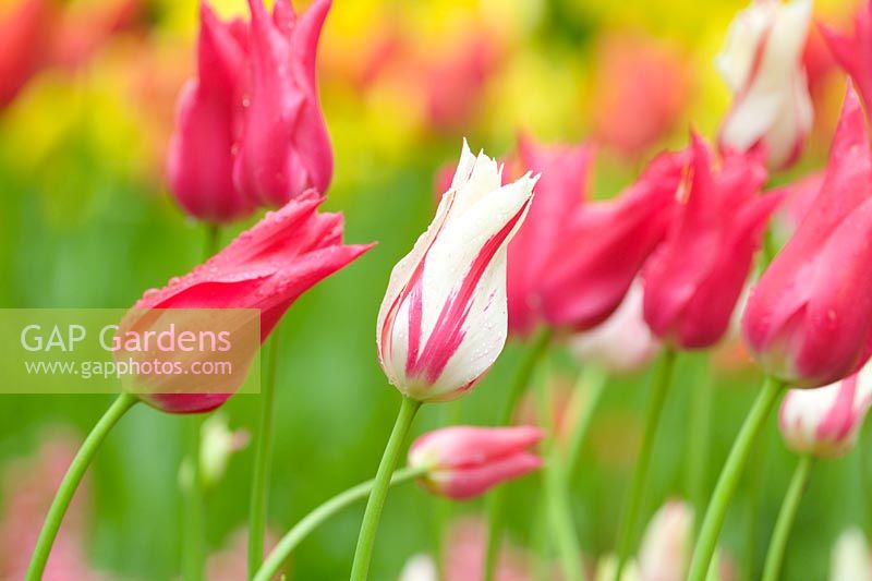 Tulipa 'Marilyn' - white with pink stripes and Tulipa 'Mariette' - pink in spring at Keukenhof, Holland