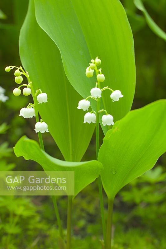 Convallaria majalis - Lily of the valley.