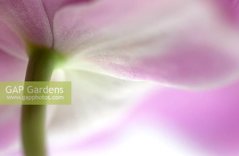 Miltonia orchid - Extreme closeup of underside of flower