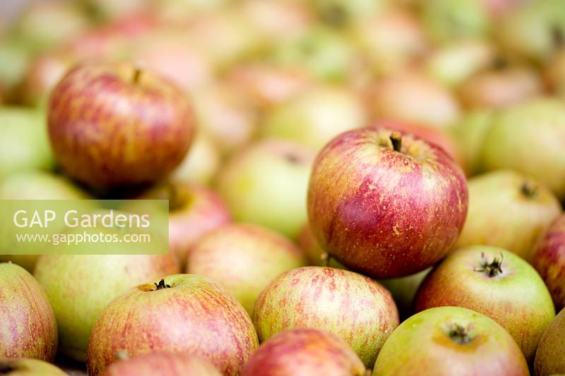 Malus domestica - Apples