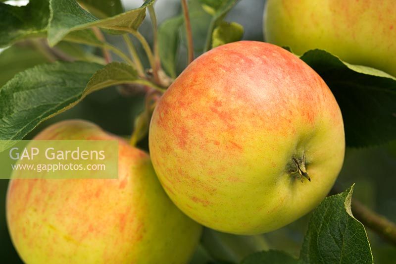Malus domestica 'Regali Delkistar' Closeup of apples on tree in autumn