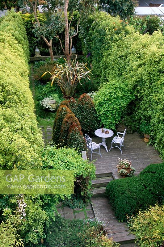 Town garden in San Francisco US - Hedge of Pittosporum tenuifolium