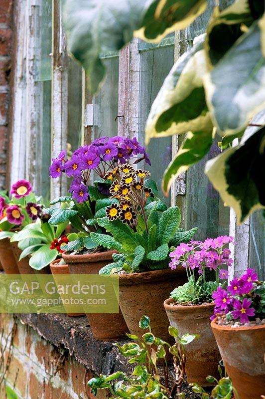 Primulas in old clay pots on windowsill
Thursley Lodge in Surrey