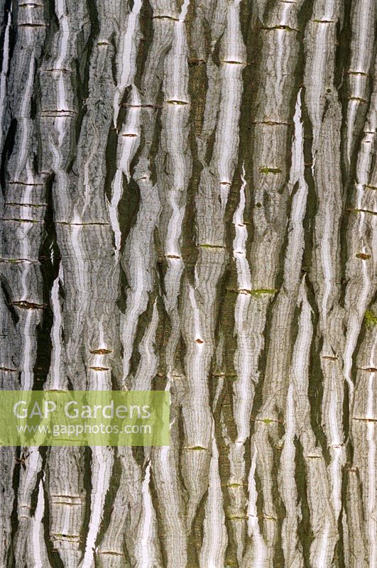 Acer tegmentosum - Manchu Striped Maple