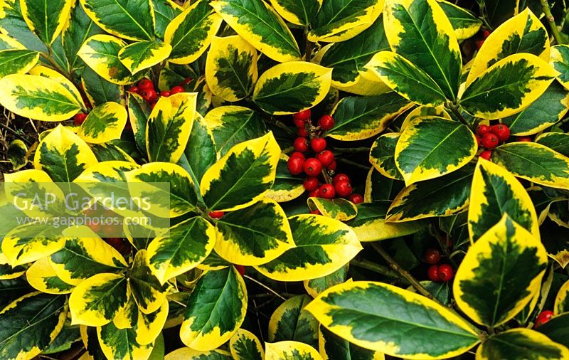 Ilex x altaclerensis 'Golden King' - Holly