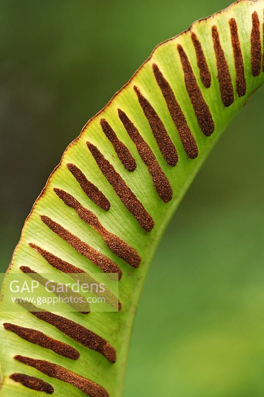 Phyllitis scolopendrium - Hart's tongue
Fern leaf with sori