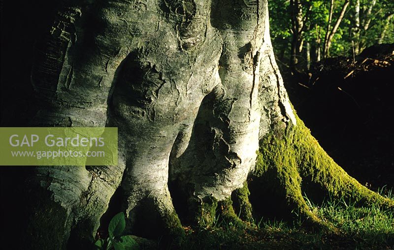Fagus sylvatica - Beech tree