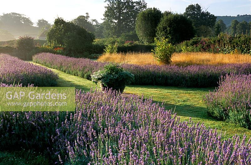 Formal Lavender beds at Parham in Sussex