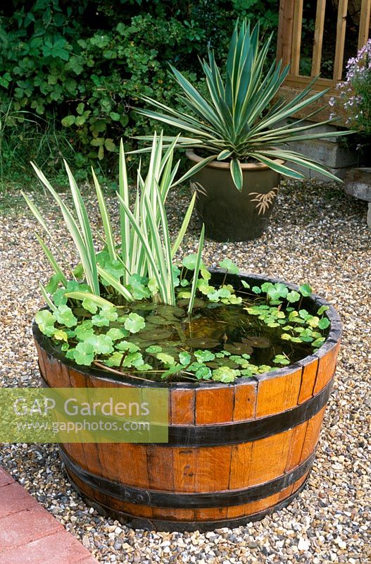Large wooden barrel re-used as container pond - Farm Fields, Sanderstead