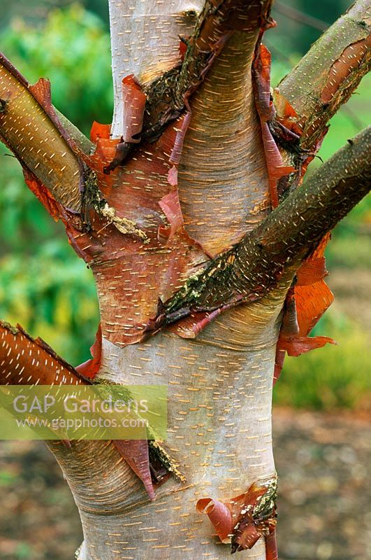 Betula albosinensis - Chinese Red Birch