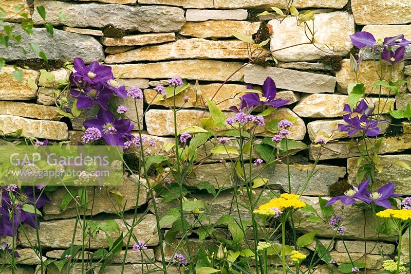 Dry stone wall with Clematis 'The President' and Verbena bonariensis in the Clydesdale Bank Garden