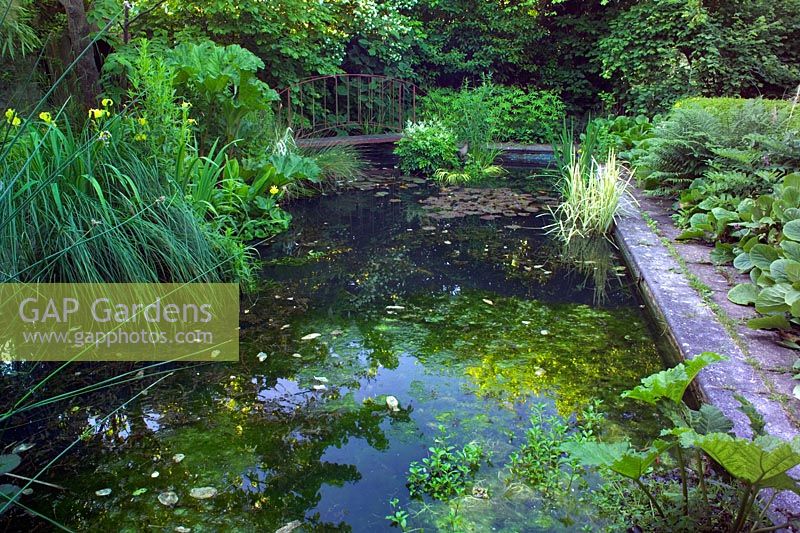 Old swimming pool converted into natural pond