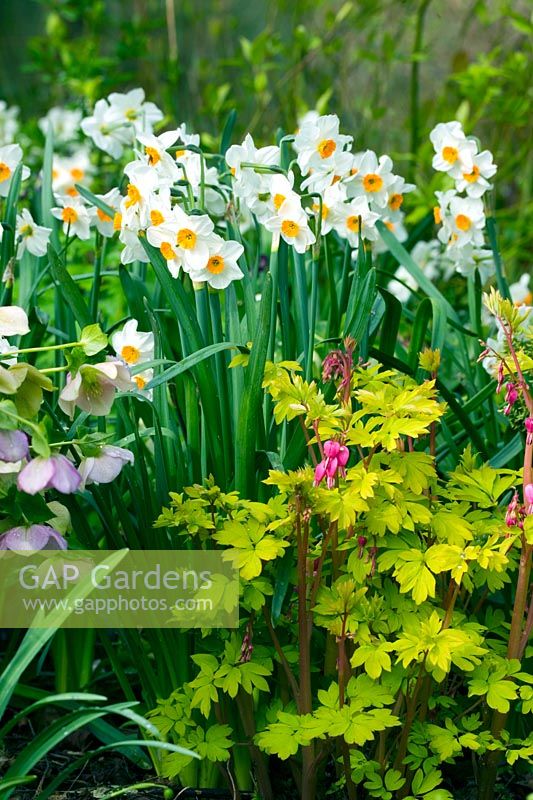 Spring border with Narcissus 'Barrett Browning' and Lamprocapnos spectabilis 'Gold Heart'