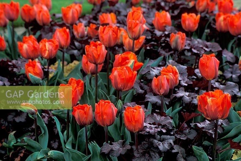 Tulipa 'Hermitage' underplanted with Heuchera
