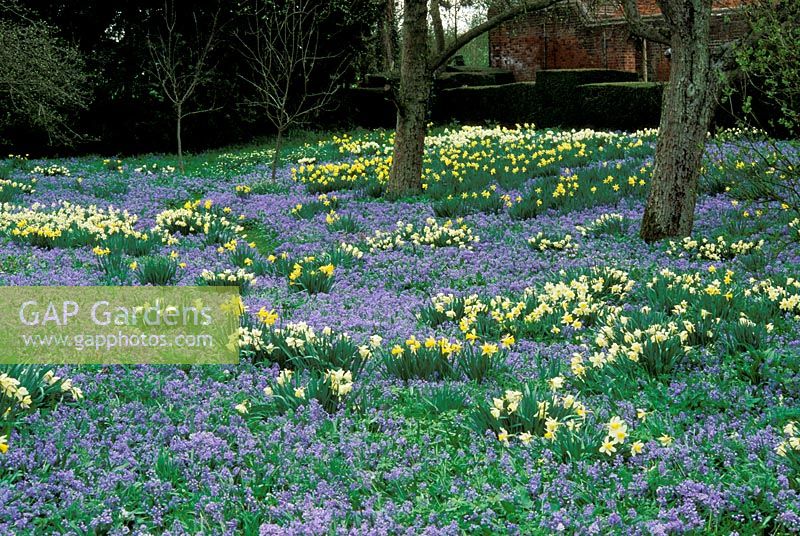 Scilla peruviana with Narcissus in spring at Benington Lordship in Hertfordshire