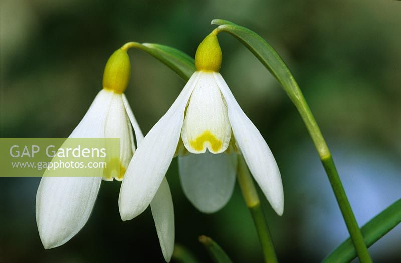Galanthus 'Sandersii Group' syn. 'Lutescens' - Snowdrops