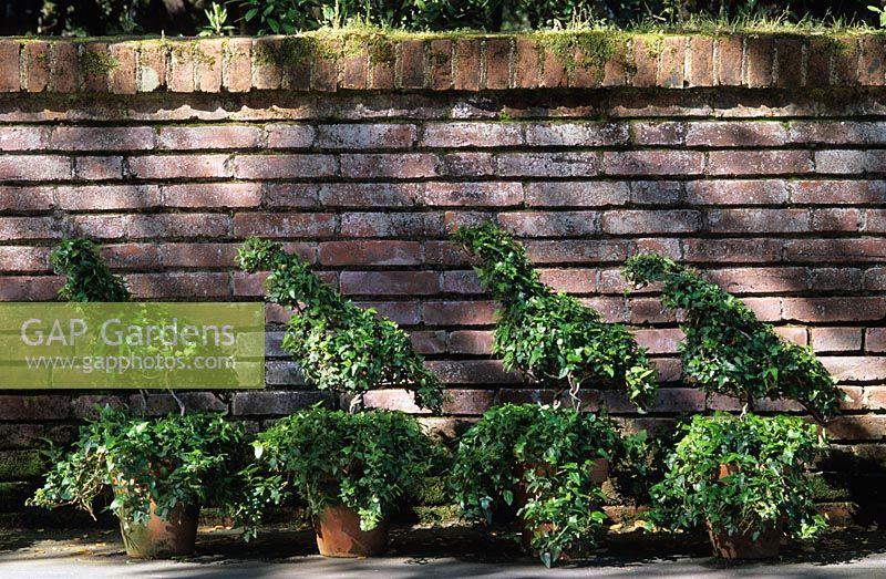 Ivy bird topiary in four pots along wall at Filoli, Woodside, California, USA